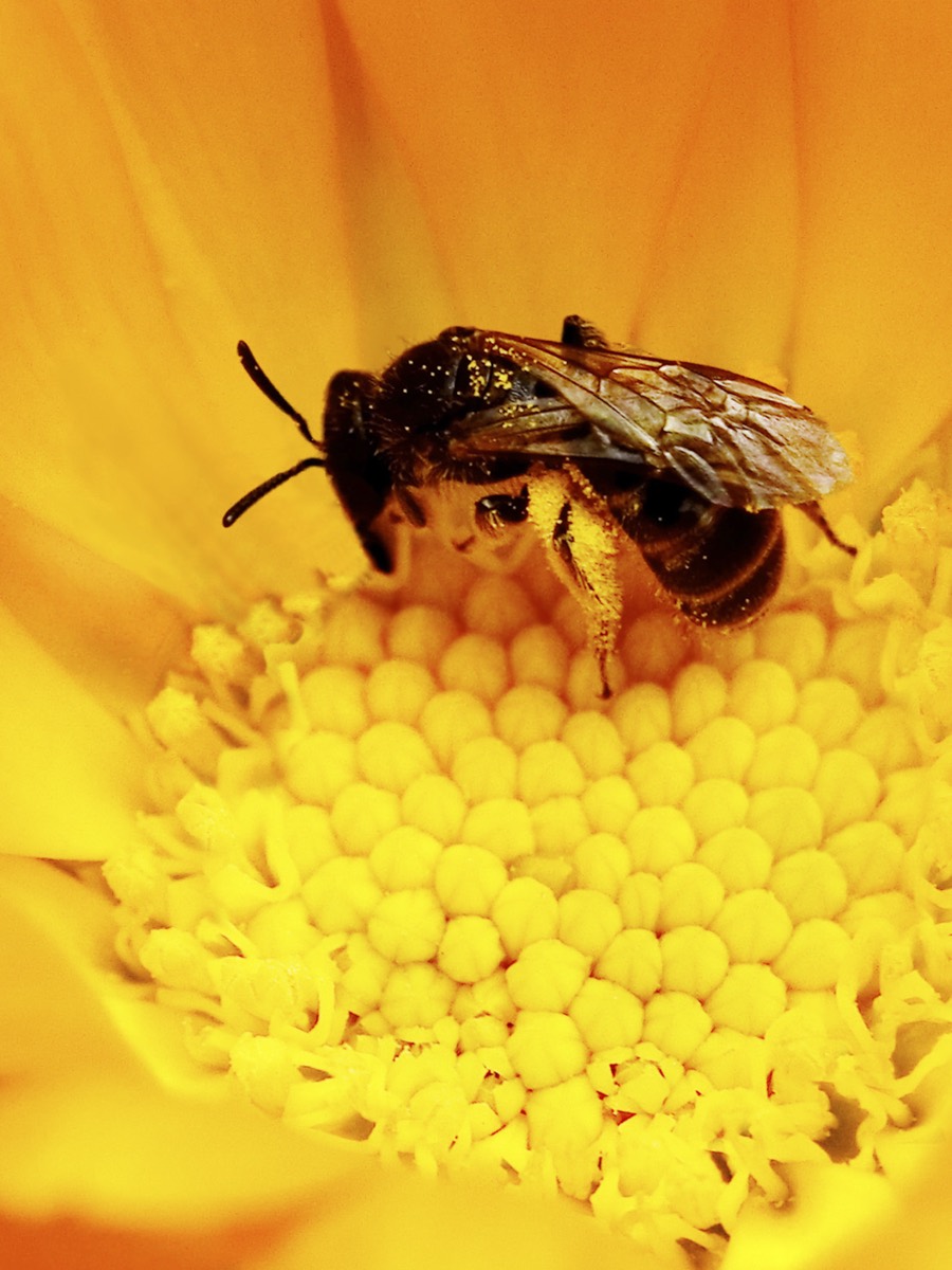 A real bee, photographed close up