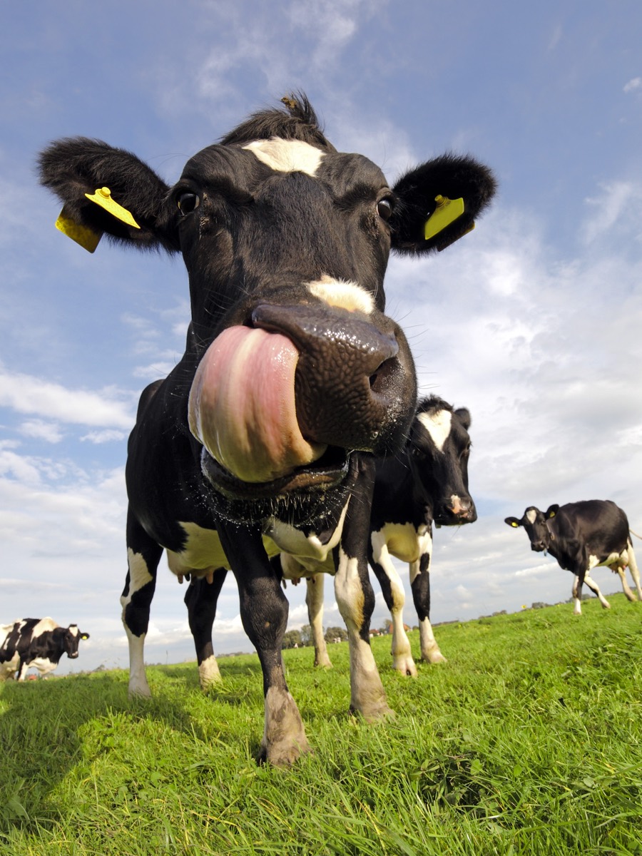 A real cow, photographed close up
