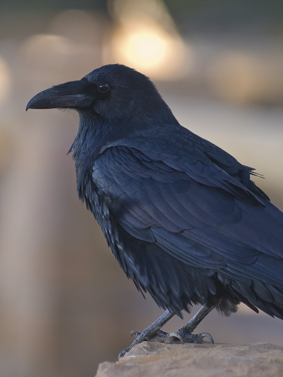 A real crow, photographed close up