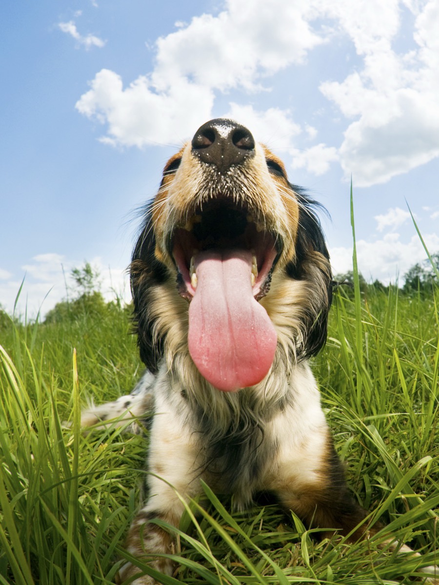 A real dog, photographed close up