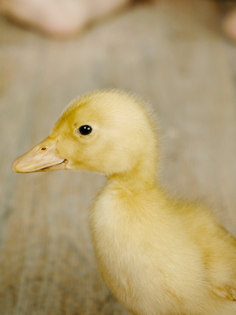 A real duck, photographed close up