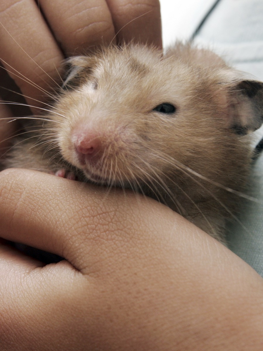 A real mouse, photographed close up