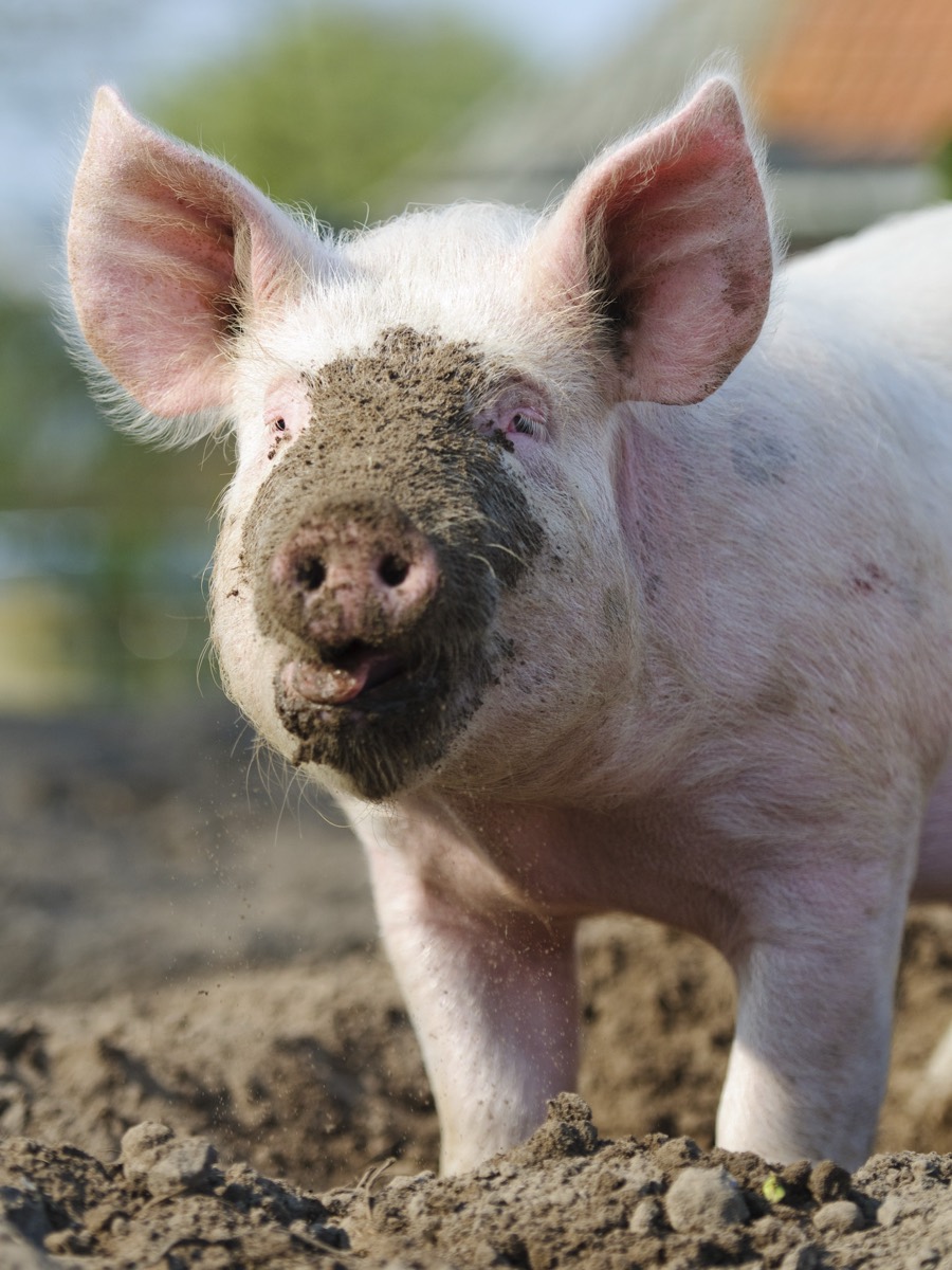 A real pig, photographed close up