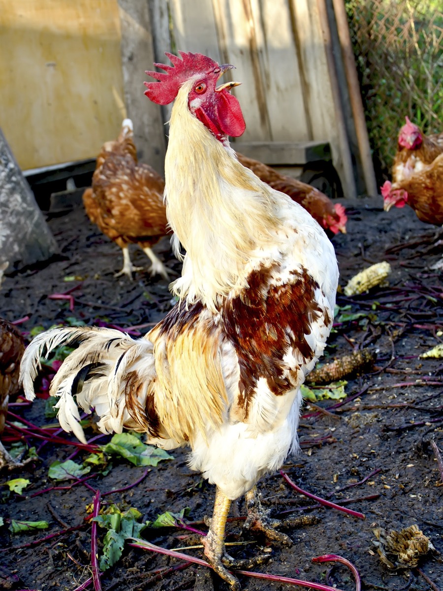A real rooster, photographed close up