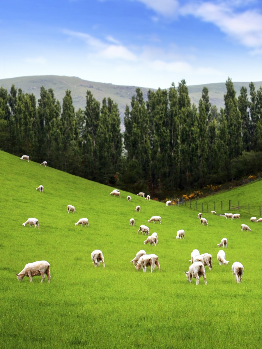 A real sheep, photographed close up