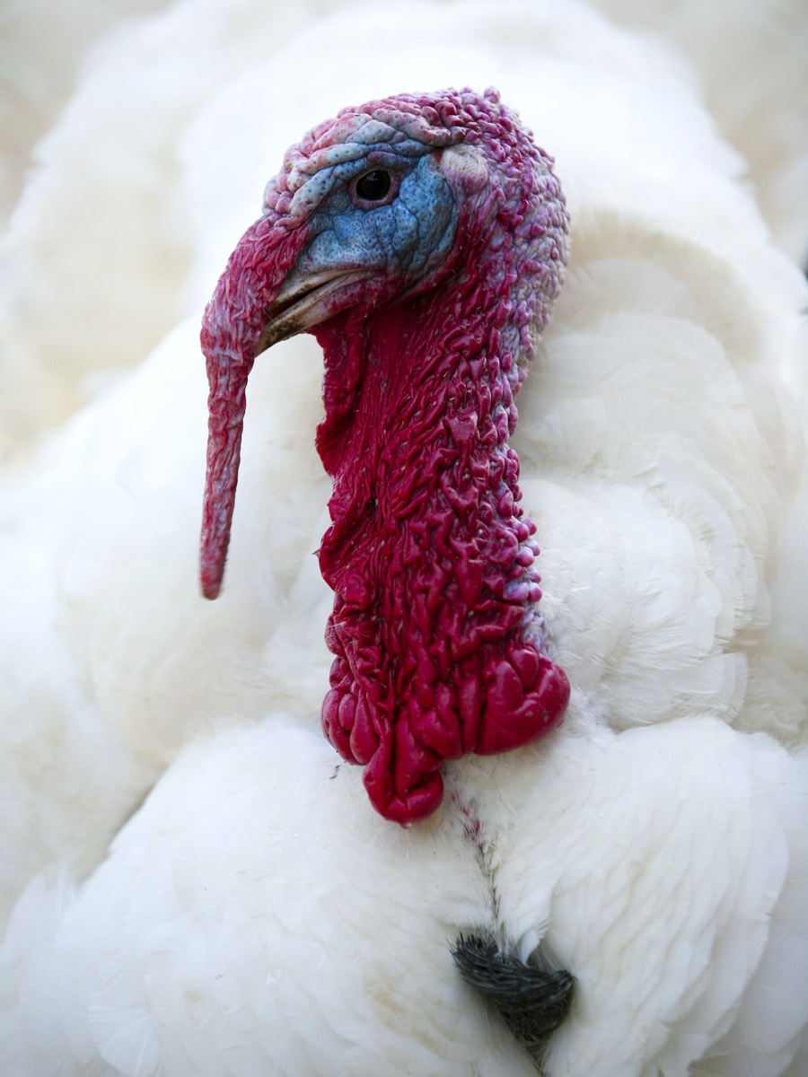 A real turkey, photographed close up